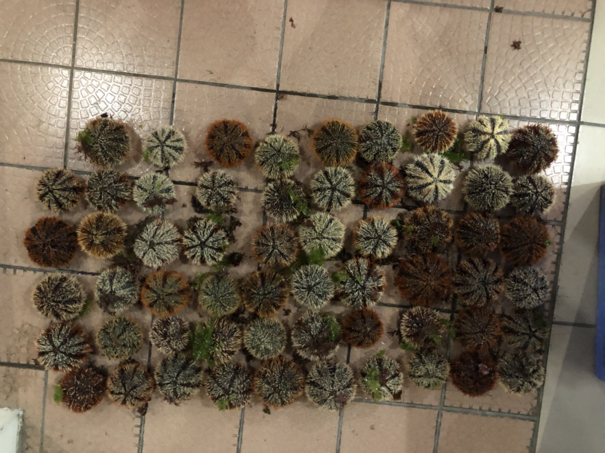 海巡隊查獲民眾在卯澳灣保育區盜捕59顆海膽。海巡署第二岸巡隊/提供