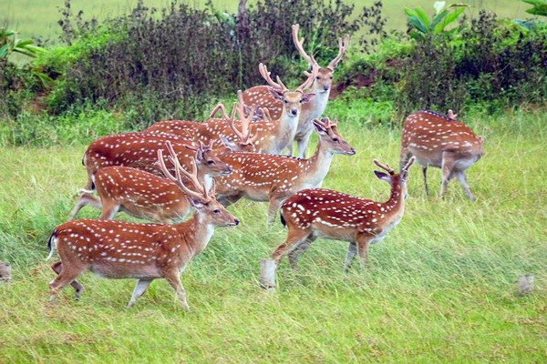 疫苗避孕會選擇在鹿群密度高的高位瑚礁自然保留區。墾管處/提供