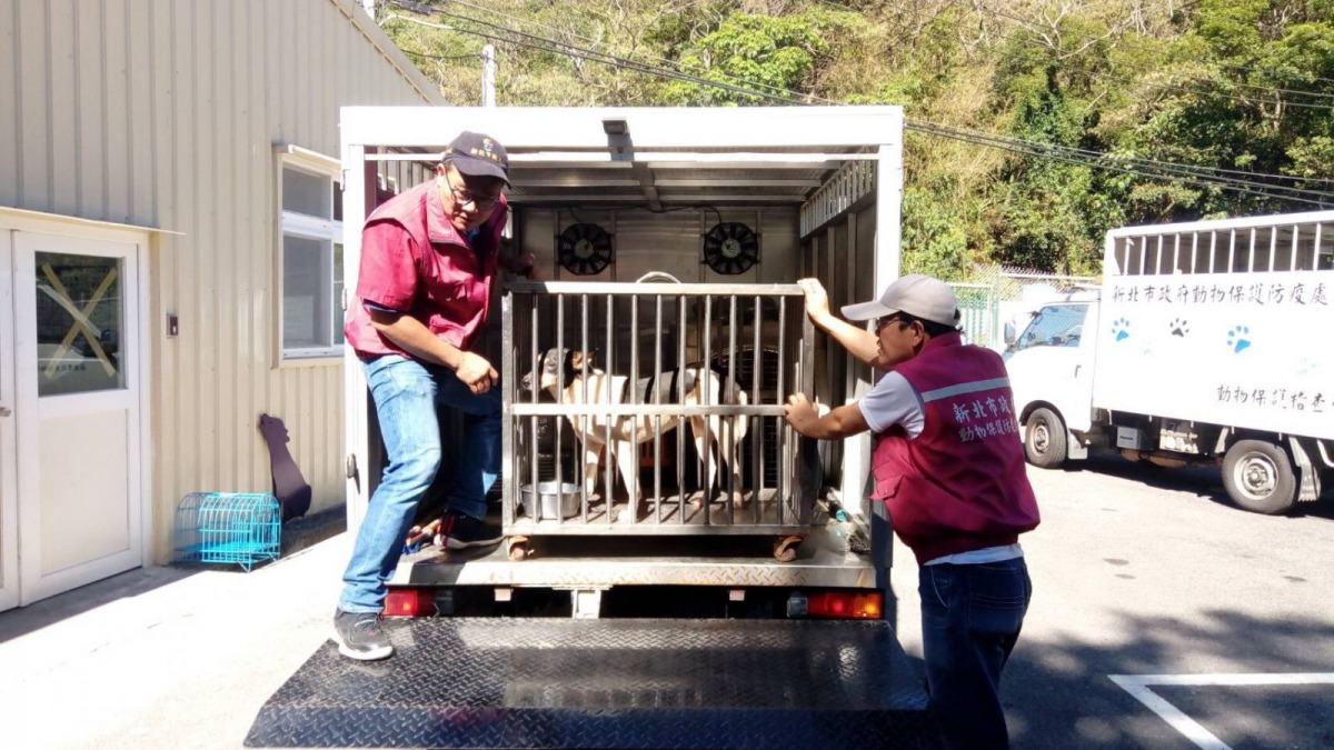 動保處出動8台動物管制車預演動物撤離流程。 新北市動保處/提供