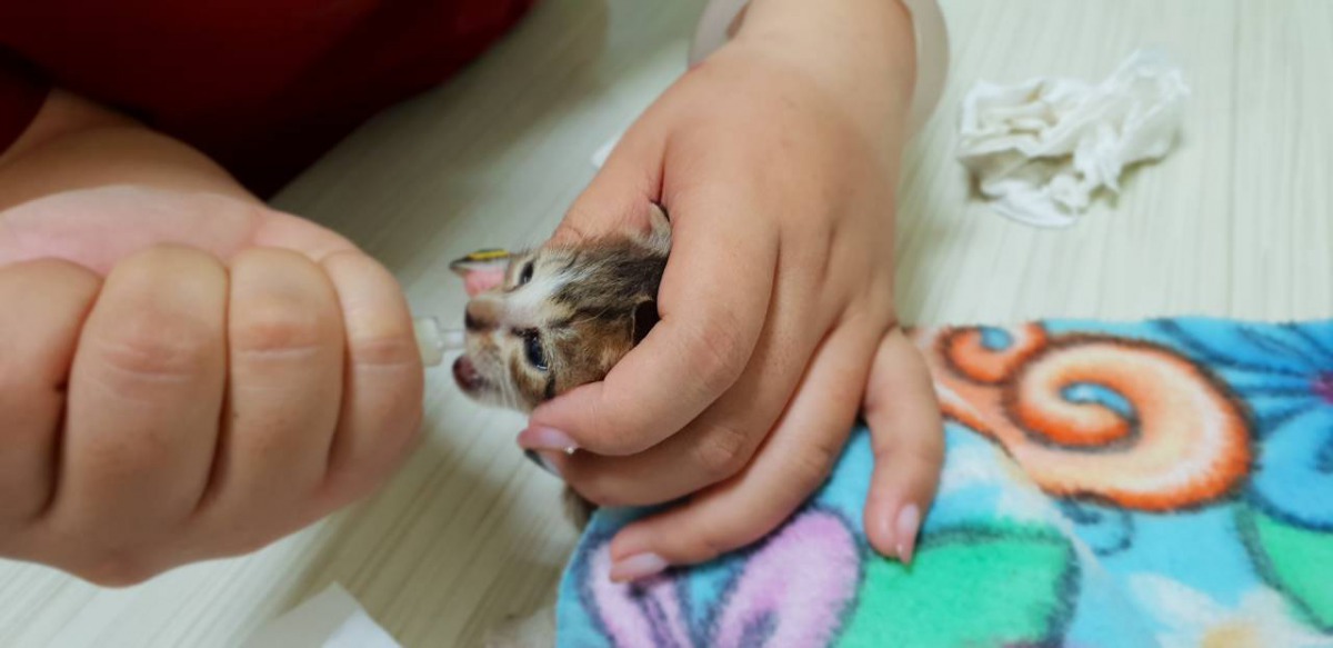 尚未斷奶的小奶貓必須用人工餵奶來照顧。高雄關懷流浪動物協會/提供