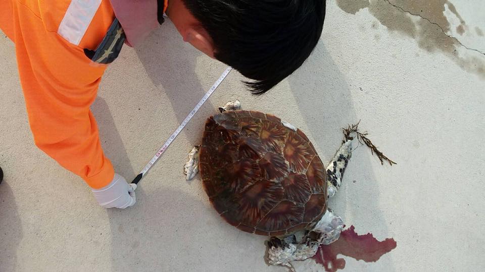 巡防局第七總隊在西嶼合界漁港發現一隻吐血身亡的綠蠵龜。 岸巡七總隊/提供