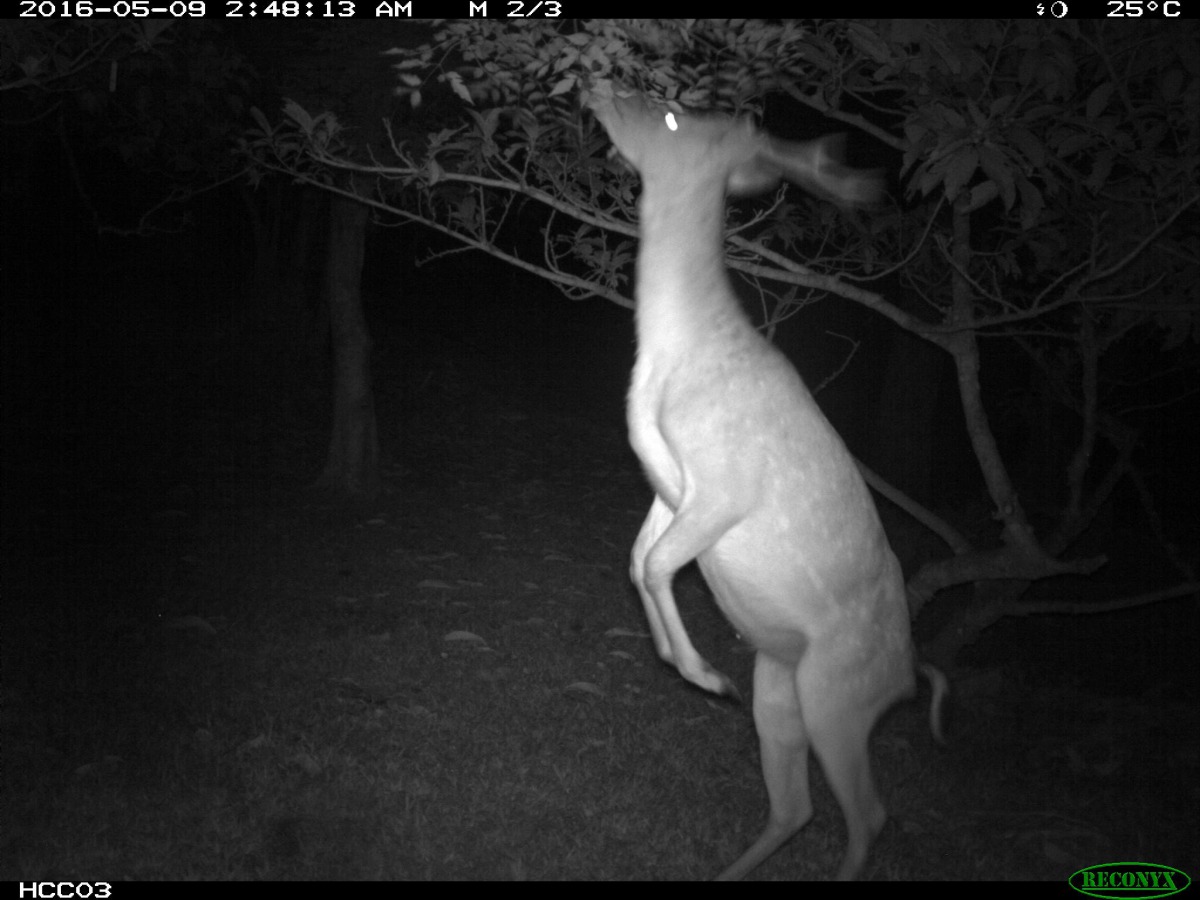 林試所拍攝到梅花鹿遇到可口的食物或是容易取食的葉片不足時，仍會費力的用後肢站立來取食。 林業試驗所/提供