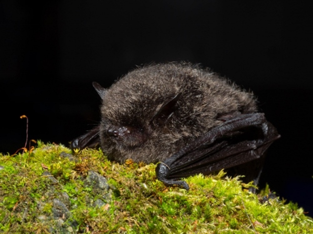 楠溪林道發現蝙蝠種類多達20種，可見保育有成。(圖為寬吻鼠耳蝠) 玉管處提供