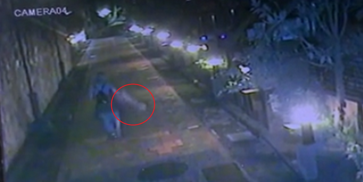 監視器畫面拍到朱姓女大生重摔狗狗。 資料照片 台北市動保處/提供