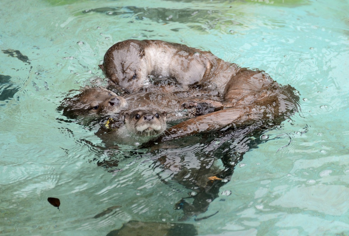 目前住在台北市立動物園的3隻金門歐亞水獺,(由上到下分別為小金、大金、金莎) 台灣動物新聞網資料照片 台北市立動物園/提供