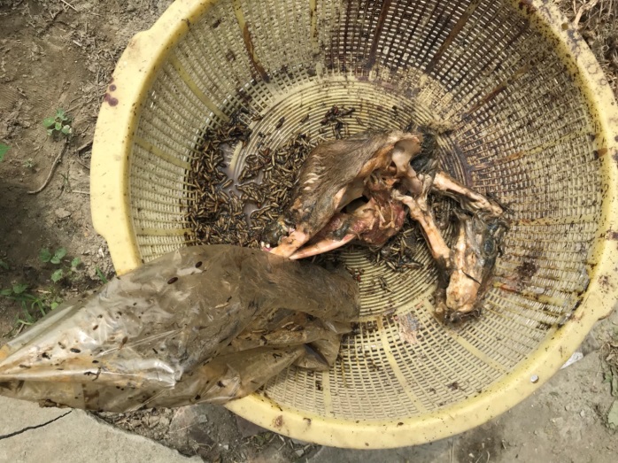 警方於空屋內查獲犬隻屍塊。 苗栗動保所/提供