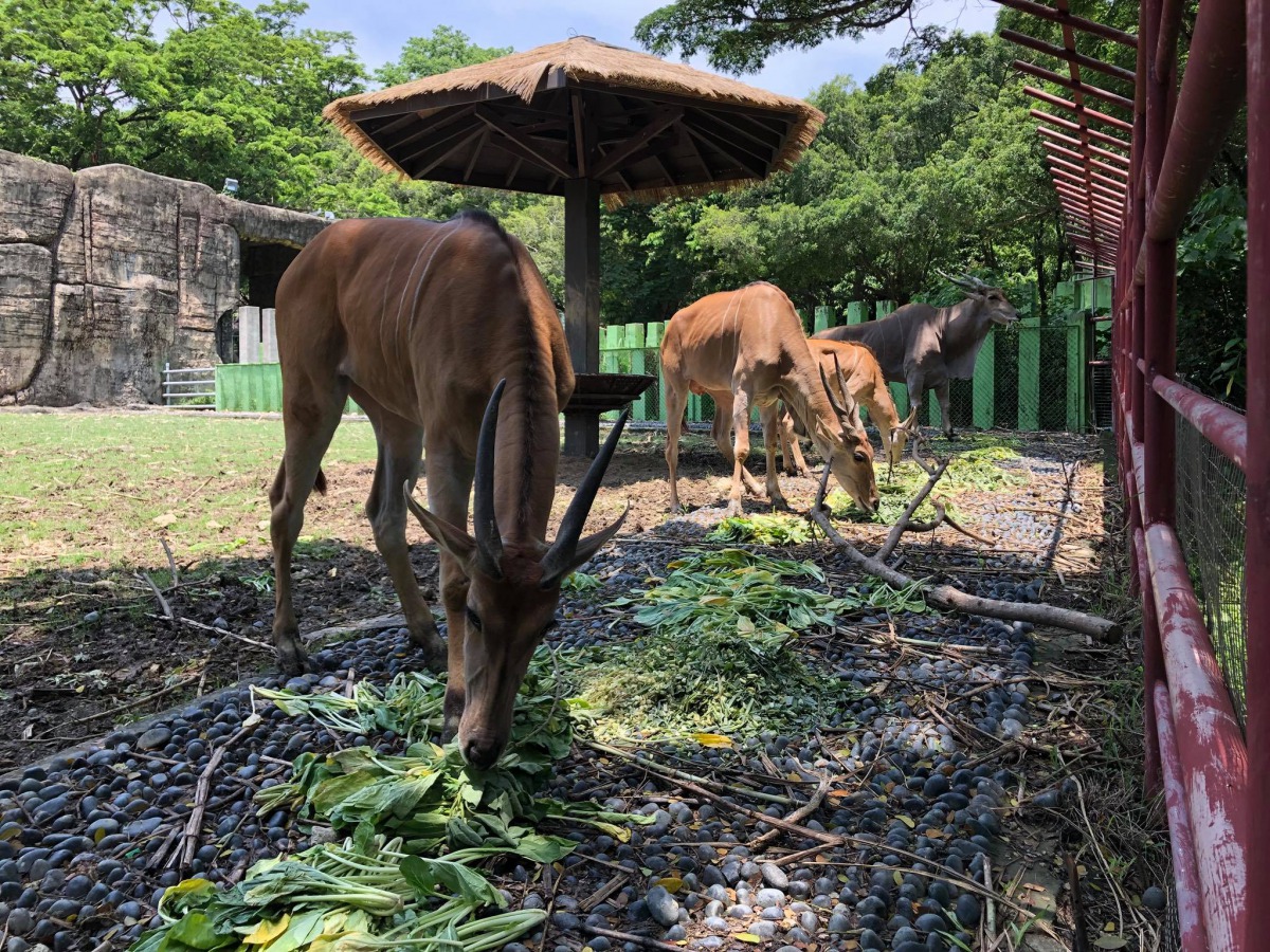 民眾可在壽山動物園近距離觀察大羚羊吃飯。 壽山動物園/提供