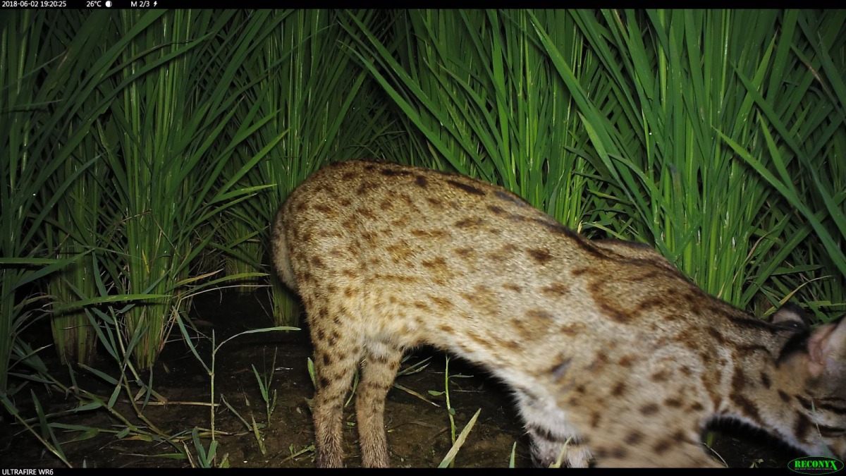 楓樹社區「石虎田」內經常監測到石虎的身影。 新竹林管處/提供