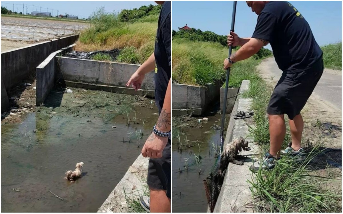 受困大排水溝的瑪爾基斯被徐文良用網子所救。 徐園長護生園/提供