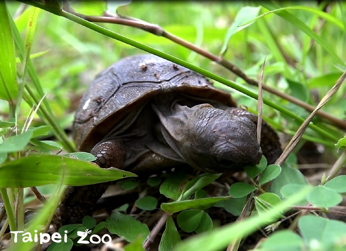 亞達伯拉象龜做日光浴，可以預防軟殼症的發生。 台北市立動物園/提供