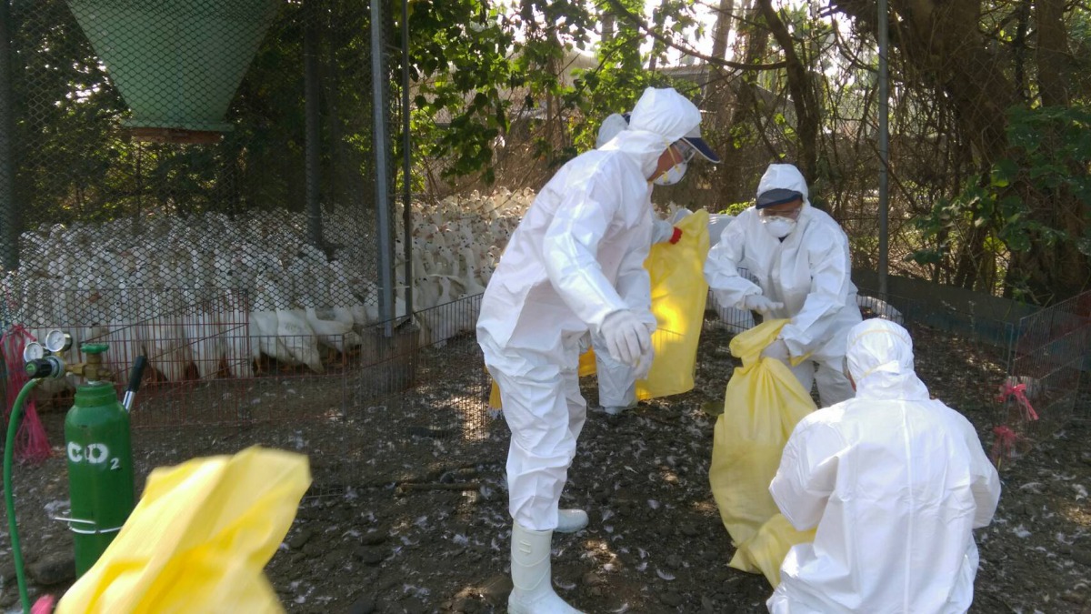 動防所在撲殺完畢後將執行半徑1公里所有養禽場的採樣工作。 屏東縣農業處/提供