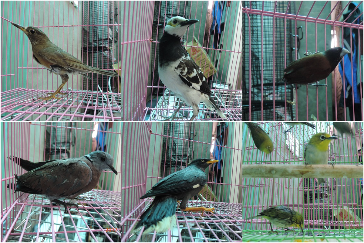 基隆動保所曾多次沒入王姓鳥販的鳥隻。 台灣動物新聞網資料照片 基隆市動物保護防疫所/提供