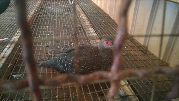 吳姓餐廳負責人以一隻2500元網購雌藍腹鷴。保七總隊/提供