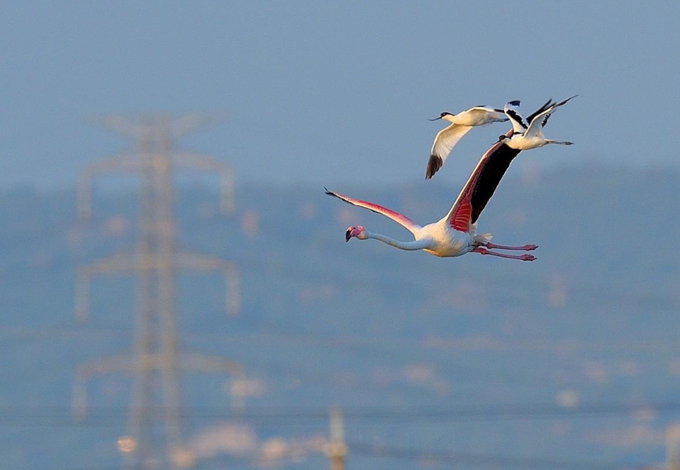 「迷鳥」大紅鶴與「冬候鳥」反嘴鴴飛翔在高雄的天空。 高雄市養工處/提供