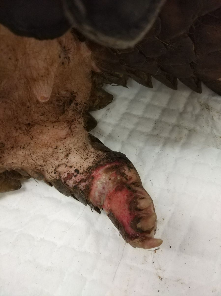 穿山甲的右後肢受傷較為嚴重,還有鱗片脫落的情形。 新北市動保處/提供