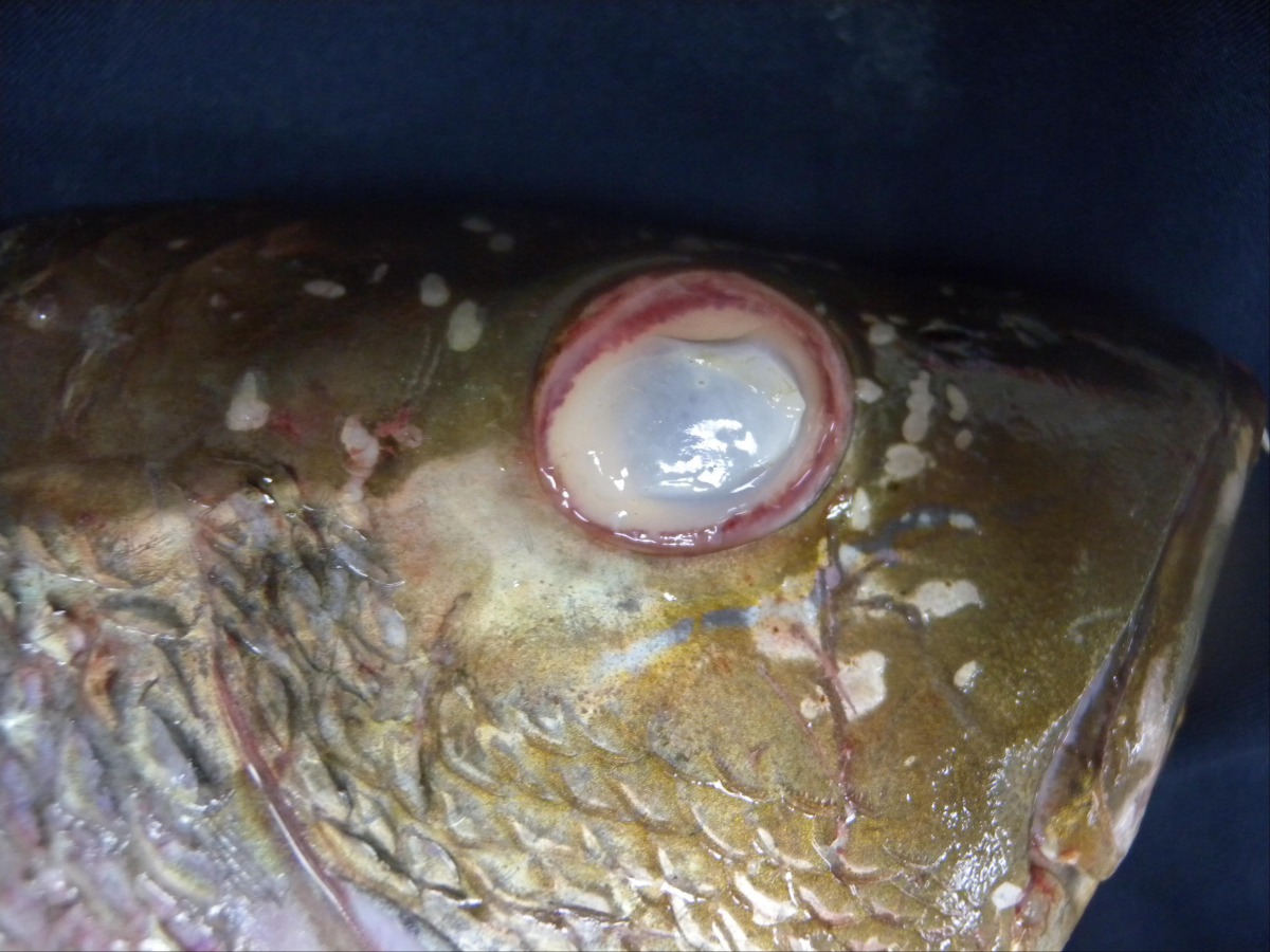 造成魚隻眼睛混濁的原因有很多種，必須找合格的獸醫師才能找出正確病因。圖為魚隻被寄生蟲感染導致眼睛混濁。  高雄市動保處/提供