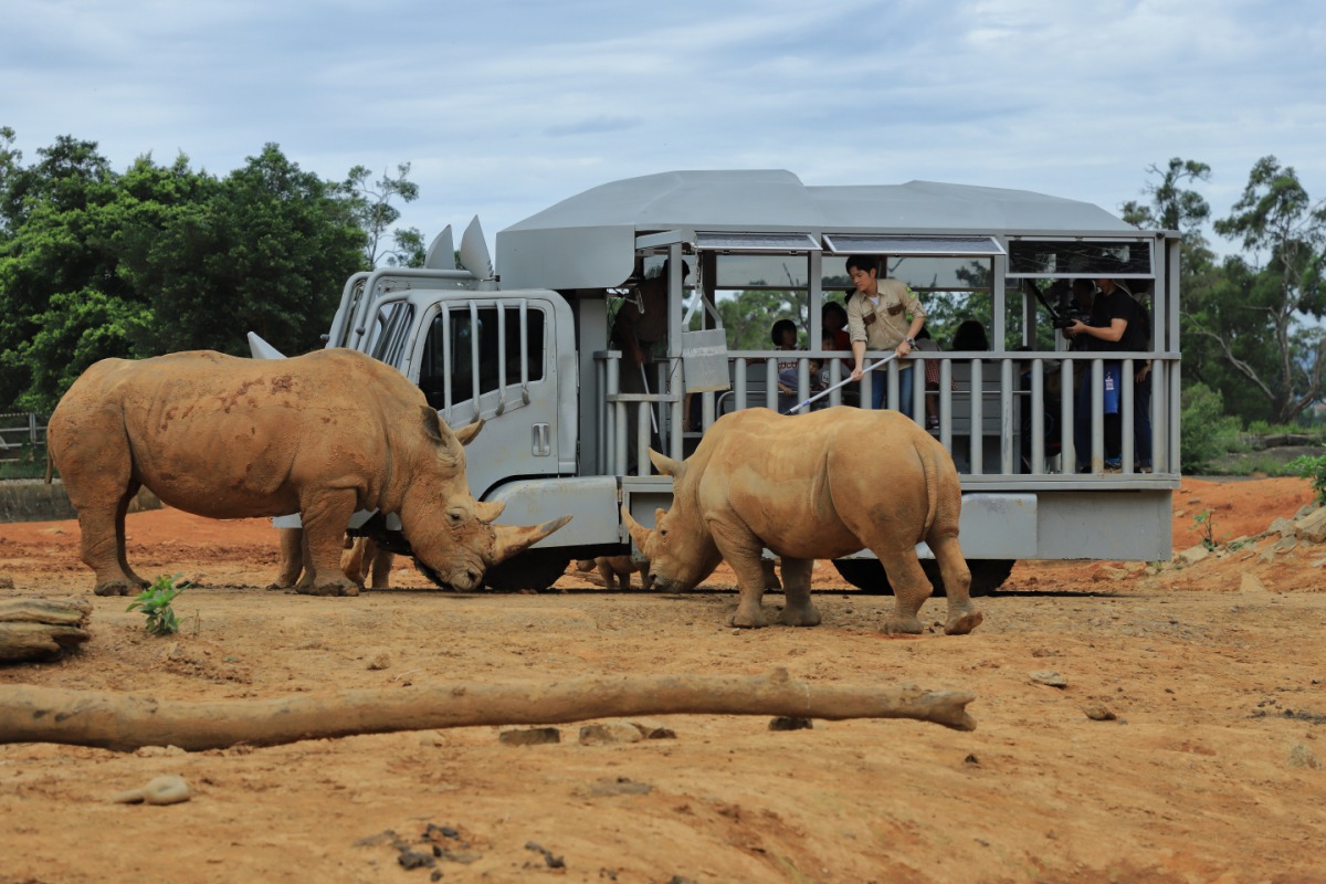 宥勝乘坐園方安排的「蘇丹犀望巴士」與犀牛近距離接觸,並幫牠們刷刷背。 莊福文教基金會/提供