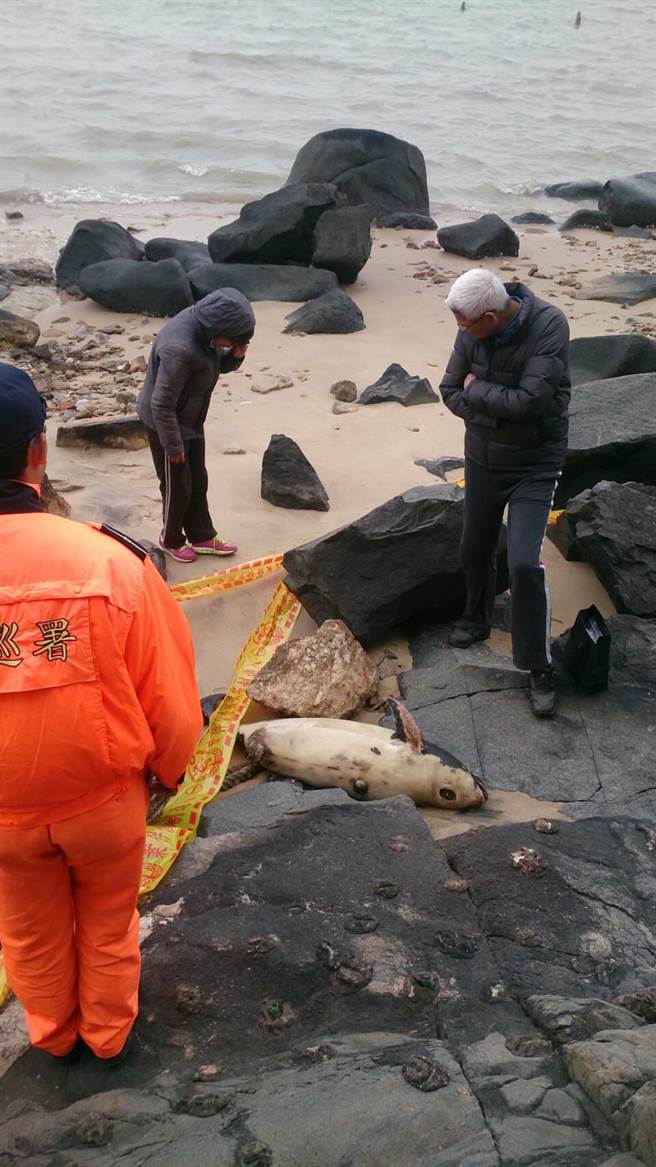 金門岸巡總隊已將江豚的屍體就地掩埋。 金門岸巡總隊/提供