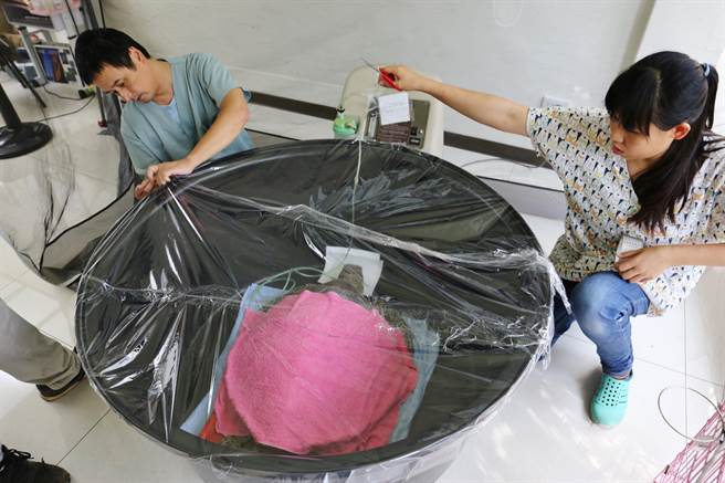 金門野生動物救援暨保育協會以乾養的方式照顧有溺水症狀的綠蠵龜。 金門縣政府/提供