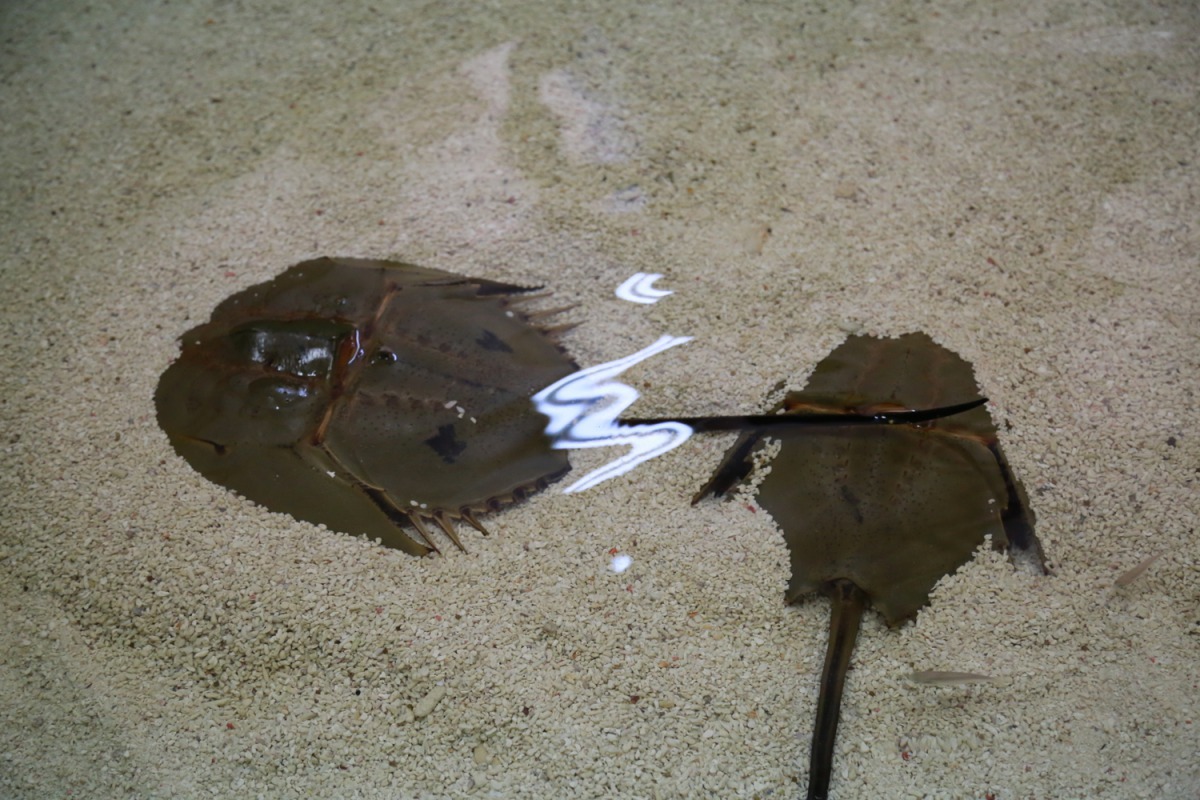 活化石「鱟」被發現時總是成雙成對、形影不離，因此有「夫妻魚」之稱。 嘉義縣政府/提供