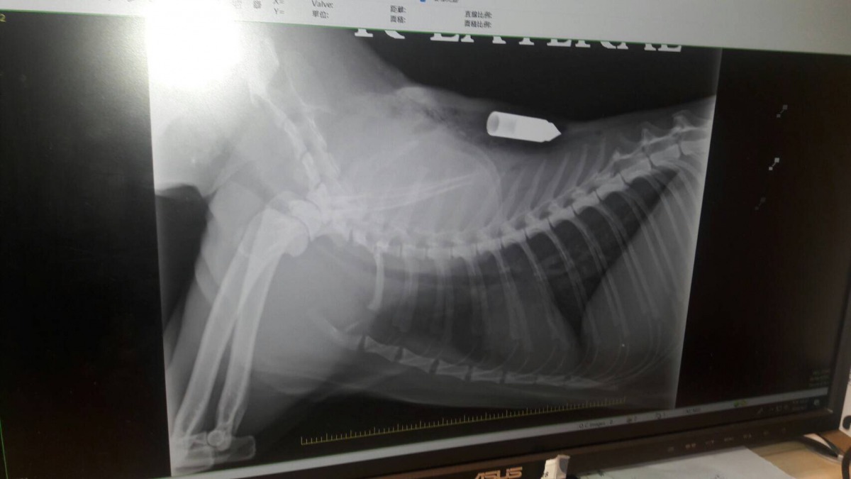 透過X光片檢查,所幸箭沒有傷及要害。苗栗動物保護防疫所/提供