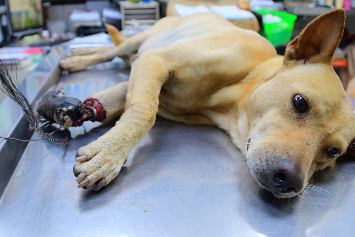 左前肢受傷的「椪柑」救援之後緊急送往動物醫院治療。 高雄市關懷流浪動物協會/提供