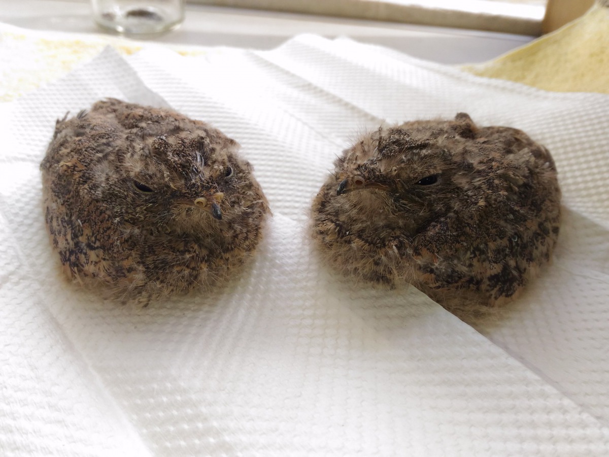 都市常見的夜鶯雛鳥經常被民眾通報救援，不過最好的方式就是不要打擾牠們。 台灣動物新聞網資料照片 台南市野鳥學會/提供