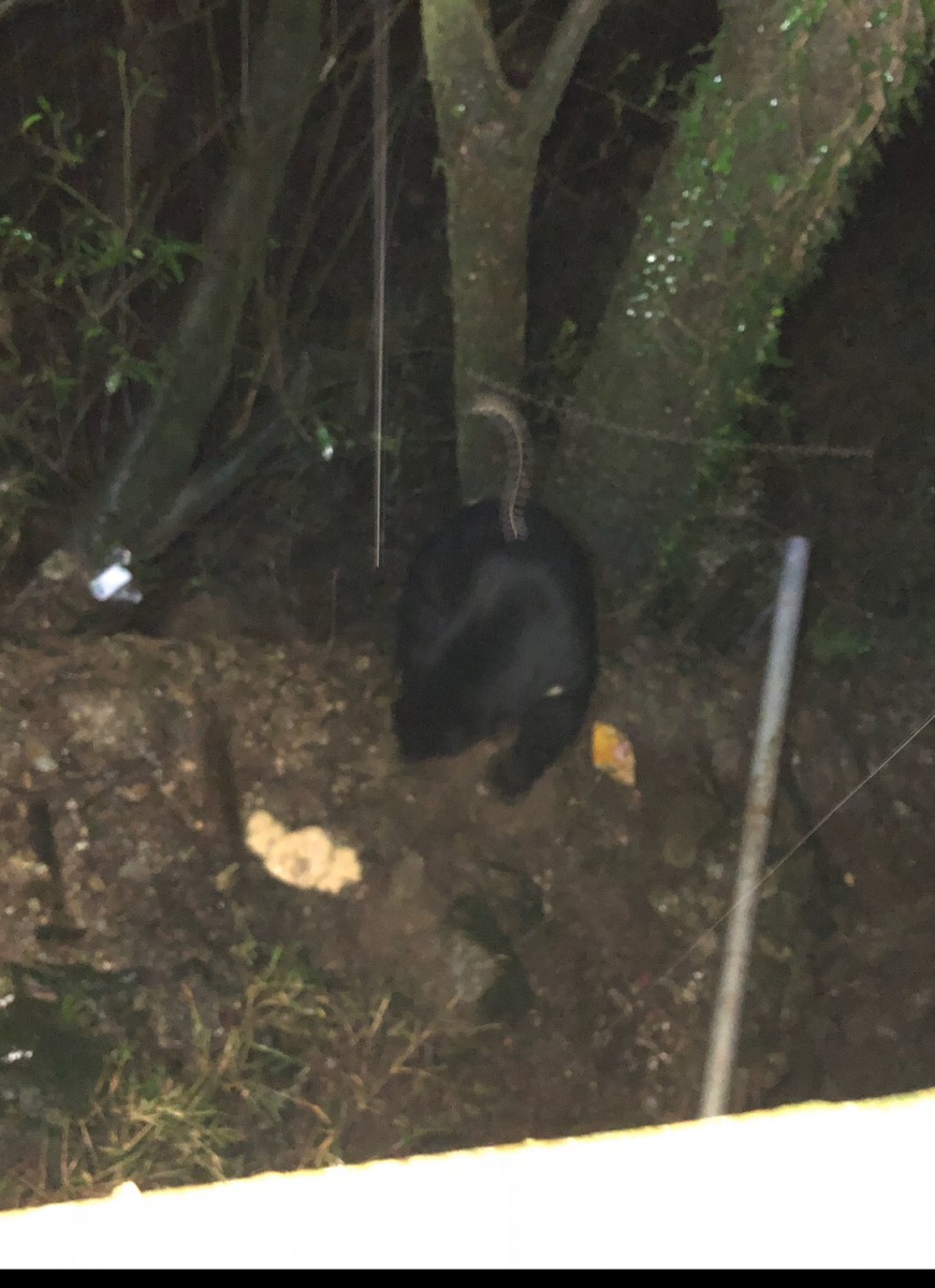 8月9日在向陽山屋旁有台灣黑熊出沒。 台東林管處/提供