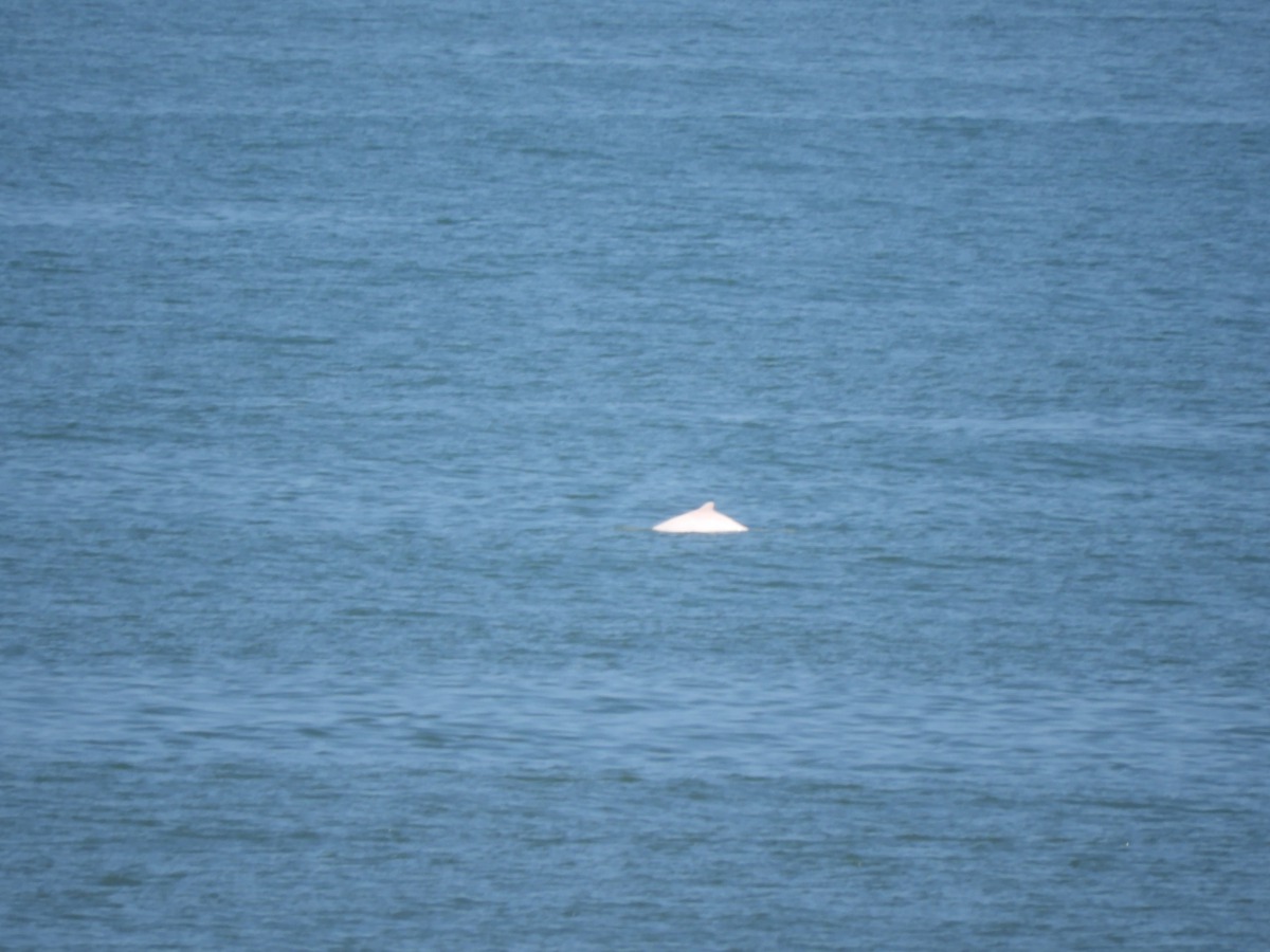 白海豚數量稀少，必須依靠大家一同來守護。圖為海巡隊於苑裡港嘴西方0.5海浬拍攝。 海巡署/提供