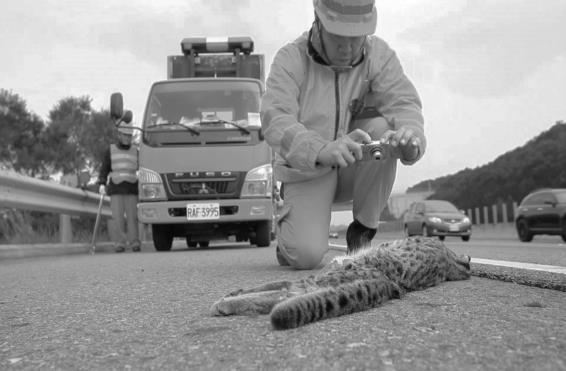 國道3號苗栗通霄路段曾發生過多起石虎路殺事件。 高公局/提供