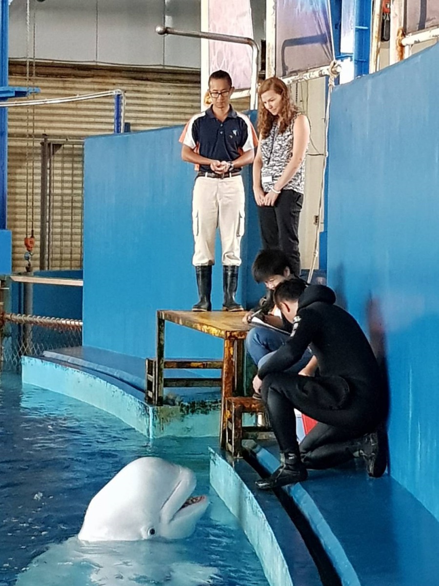 Dr. Allison觀摩海生館獸醫師及保育員如何照護白鯨。 海生館/提供