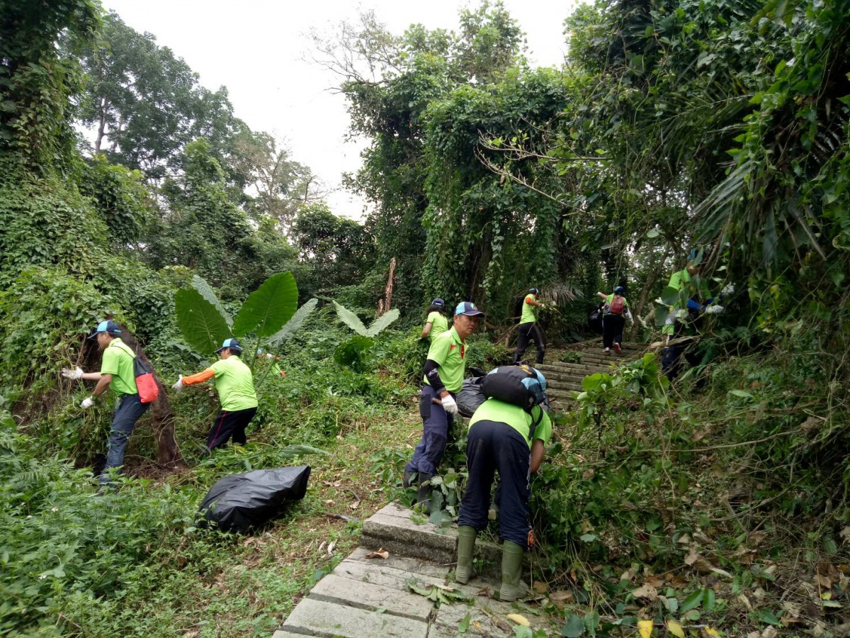 「綠癌」小花蔓澤蘭威脅到諸羅樹蛙的生存環境，林管處發起移除活動。 嘉義林管處/提供