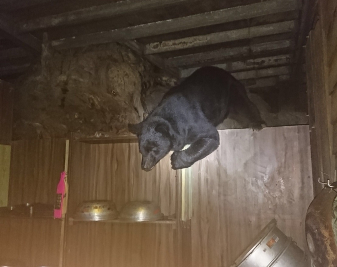 今年8月19日台灣黑熊不畏懼人類進入山屋翻找食物。 台灣動物新聞網資料照片 天馬登山隊/提供