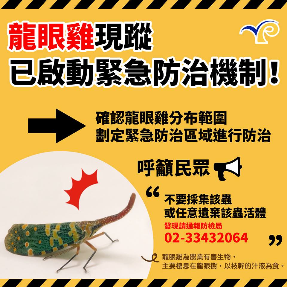民眾不該採集或遺棄活體龍眼雞。 防檢局/提供