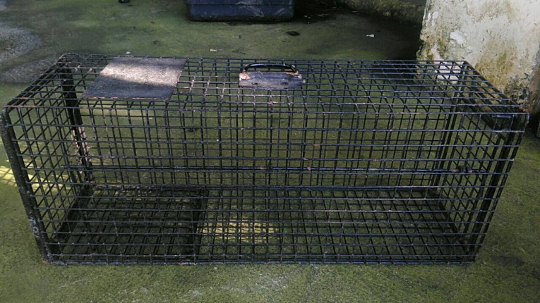 動物之家提供誘捕籠給里長進行TNVR。 新北市動保處/提供