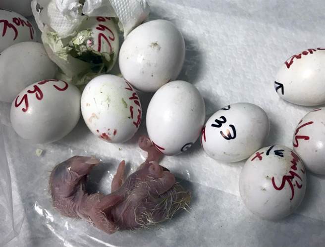 其中一顆破掉的蛋經過研判為價值不斐的金剛鸚鵡。 關務署台北關/提供