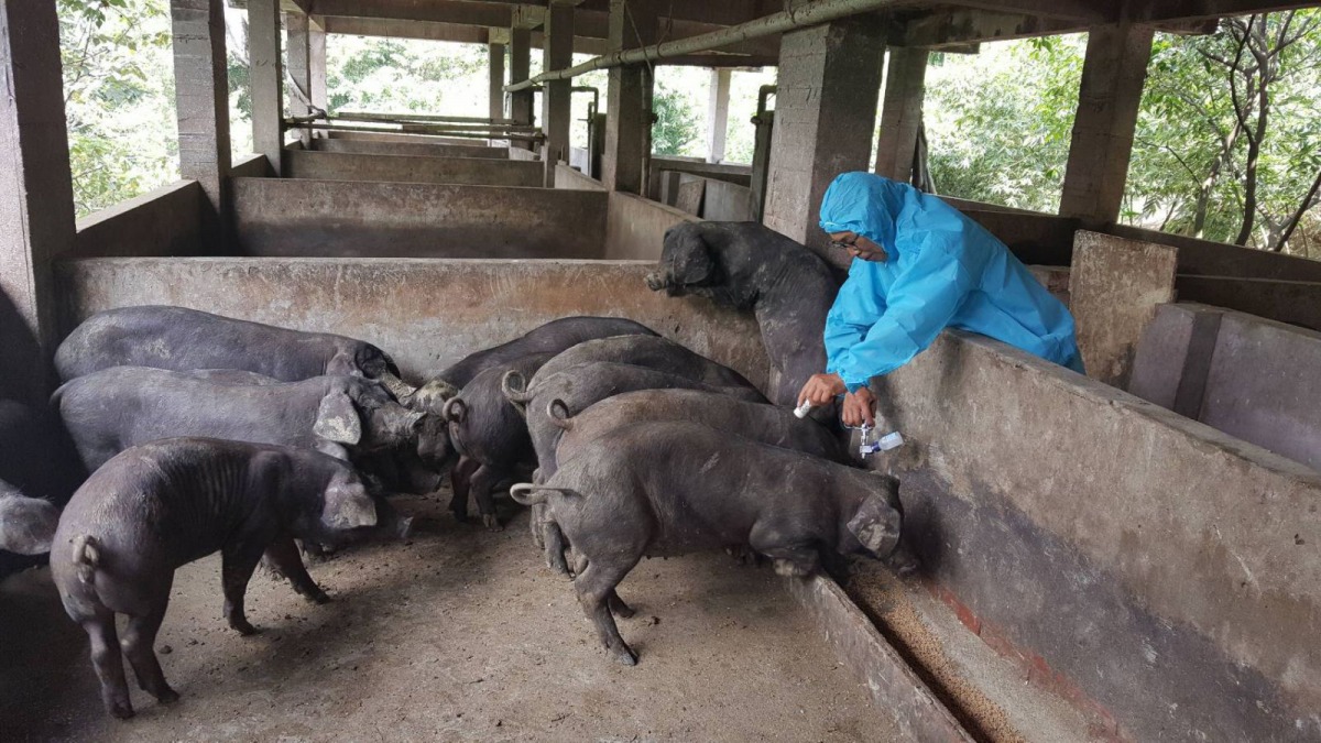動保處召募畜牧業特約獸醫師希望減少小農經濟損失。 新北市動保處/提供