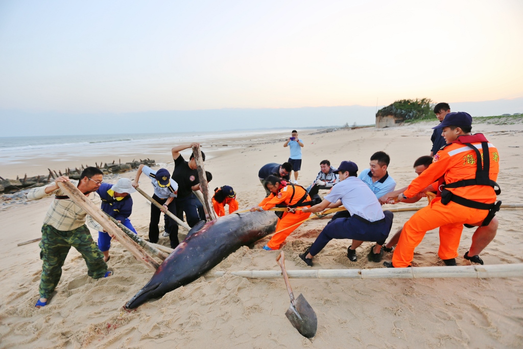 歷年來全台一共發生1千多起鯨豚擱淺的事件。 資料照片 金門縣政府/提供