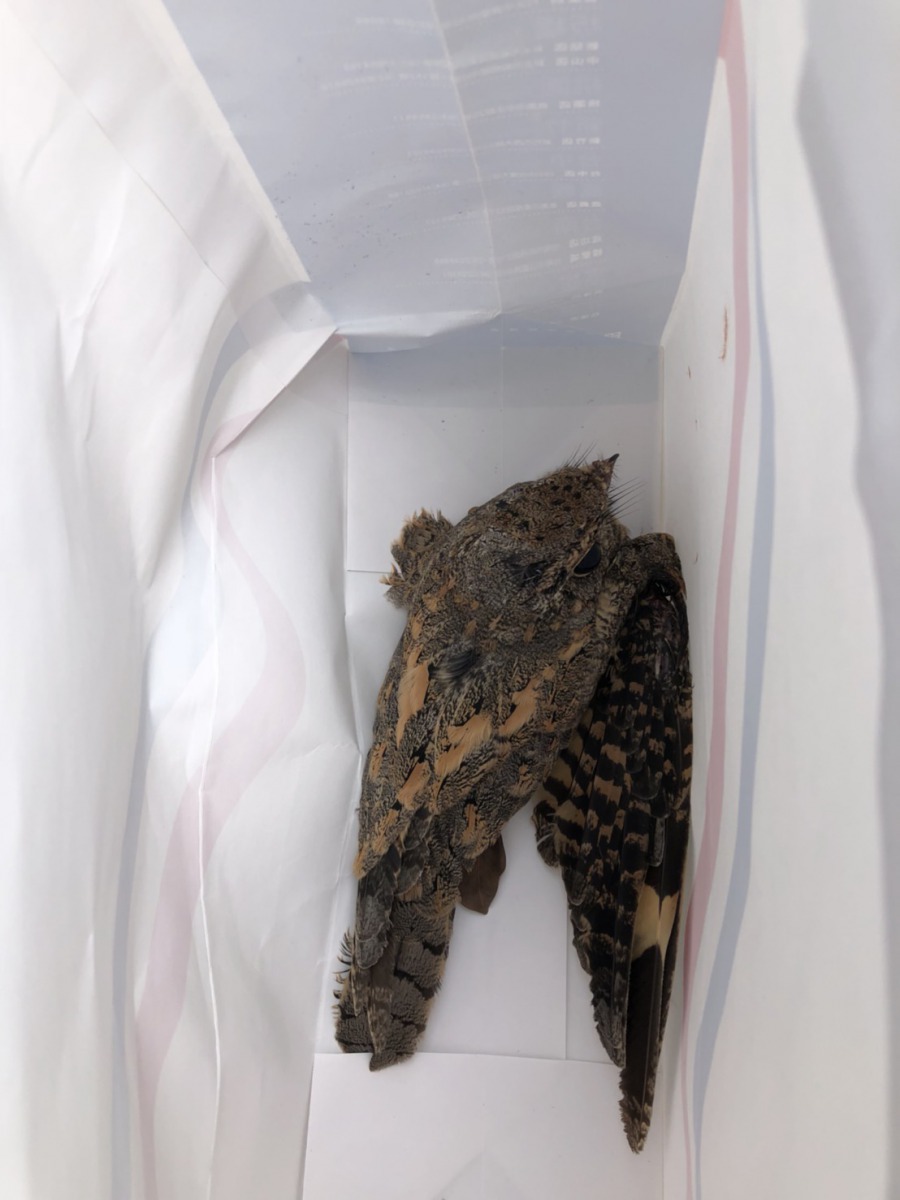 鳥友將落難的夜鷹用紙袋送往動物醫院治療。 蕭姓鳥友/提供