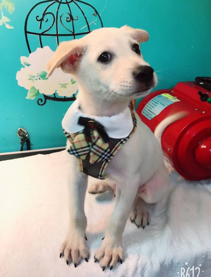 寵物業者精心替浪浪打扮成帥氣的模樣。 神犬寵物美容/提供