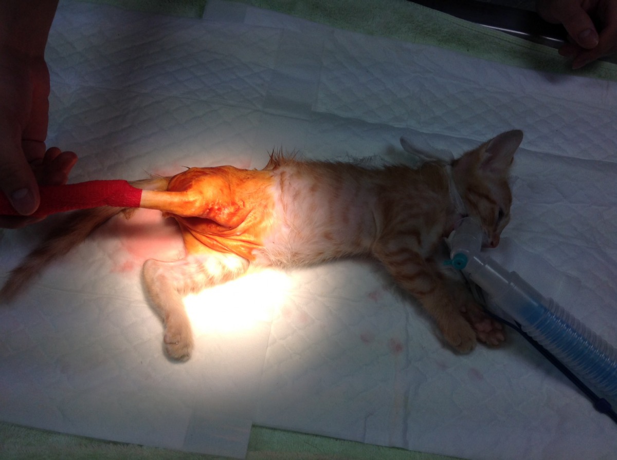 獸醫師透過骨折赴會手術治療受傷的小貓咪。 新北市動保處/提供