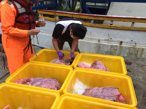 岸巡人員查獲6大袋、共283公斤被肢解的瓶鼻海豚肉。 台灣動物新聞網資料照片海巡第一岸巡隊/提供