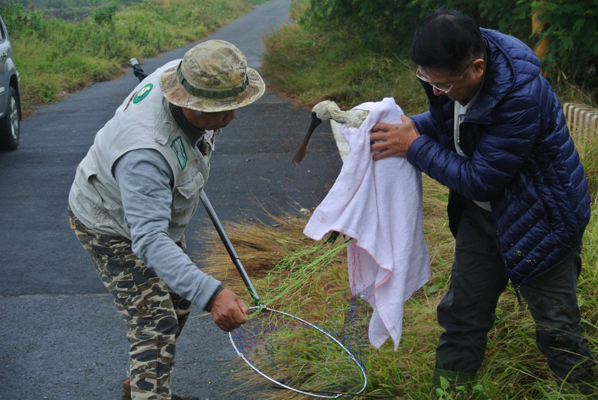 在眾人協力之下，順利將受困的黑面琵鷺救出。 黃蜀婷/提供
