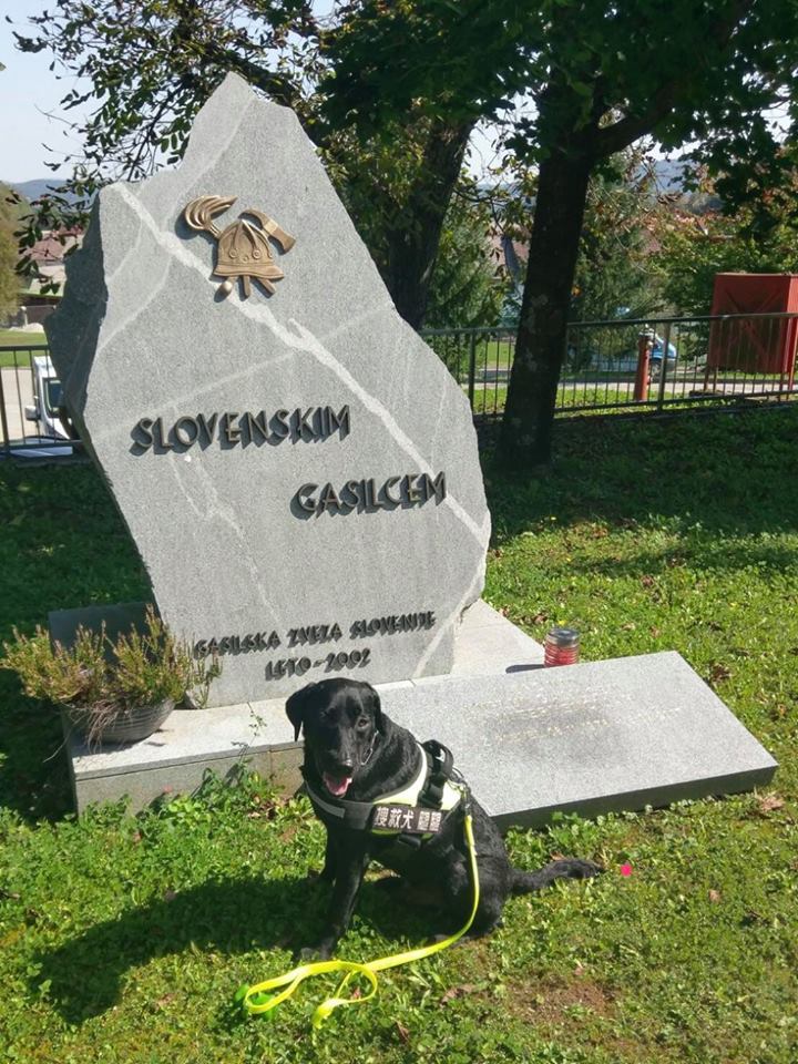 「腿腿」到斯洛維尼亞參加世界盃救難犬錦標賽。 蕭煥章/提供