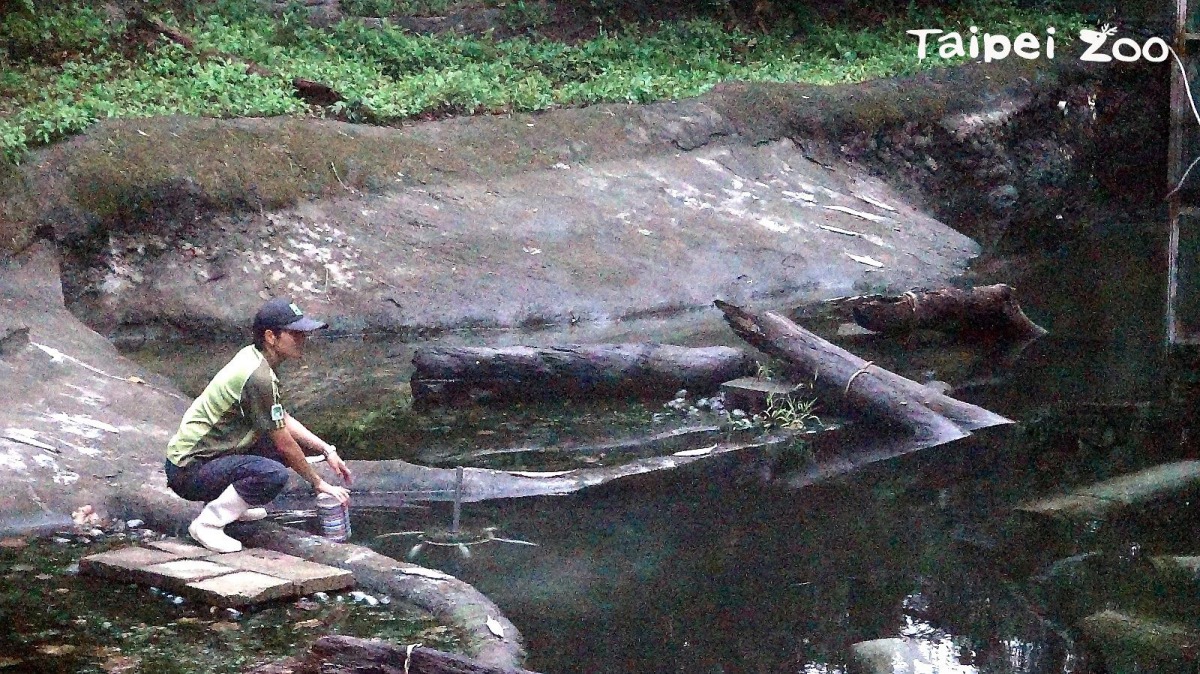 保育員特別設計水中餵食器來讓馬來長吻鱷現身覓食。 台北市立動物園/提供