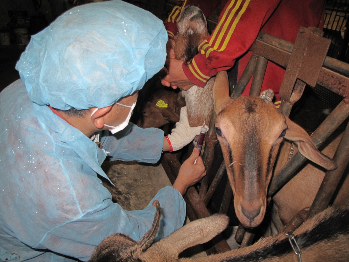 動保處防疫人員對羊隻進行抽血檢測。 新北市動保處/提供