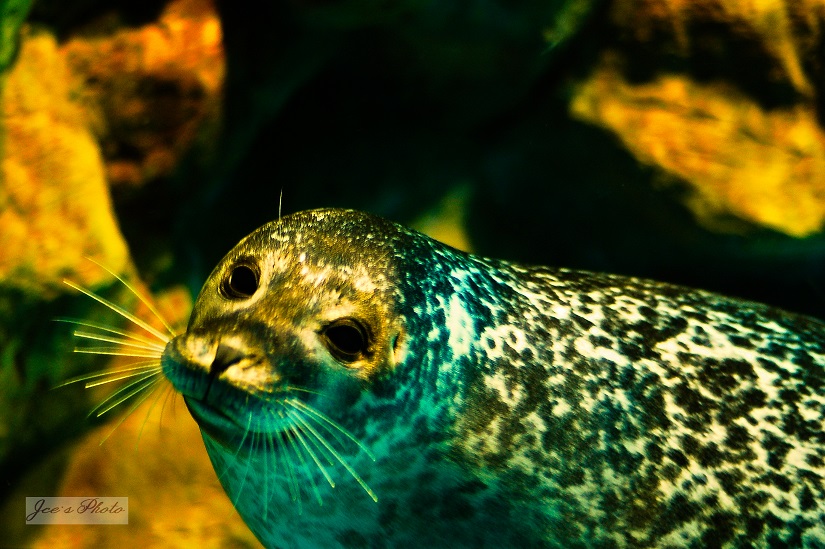 海生館規劃了脫敏訓練幫助海豹擺脫陌生的物品。海生館/提供