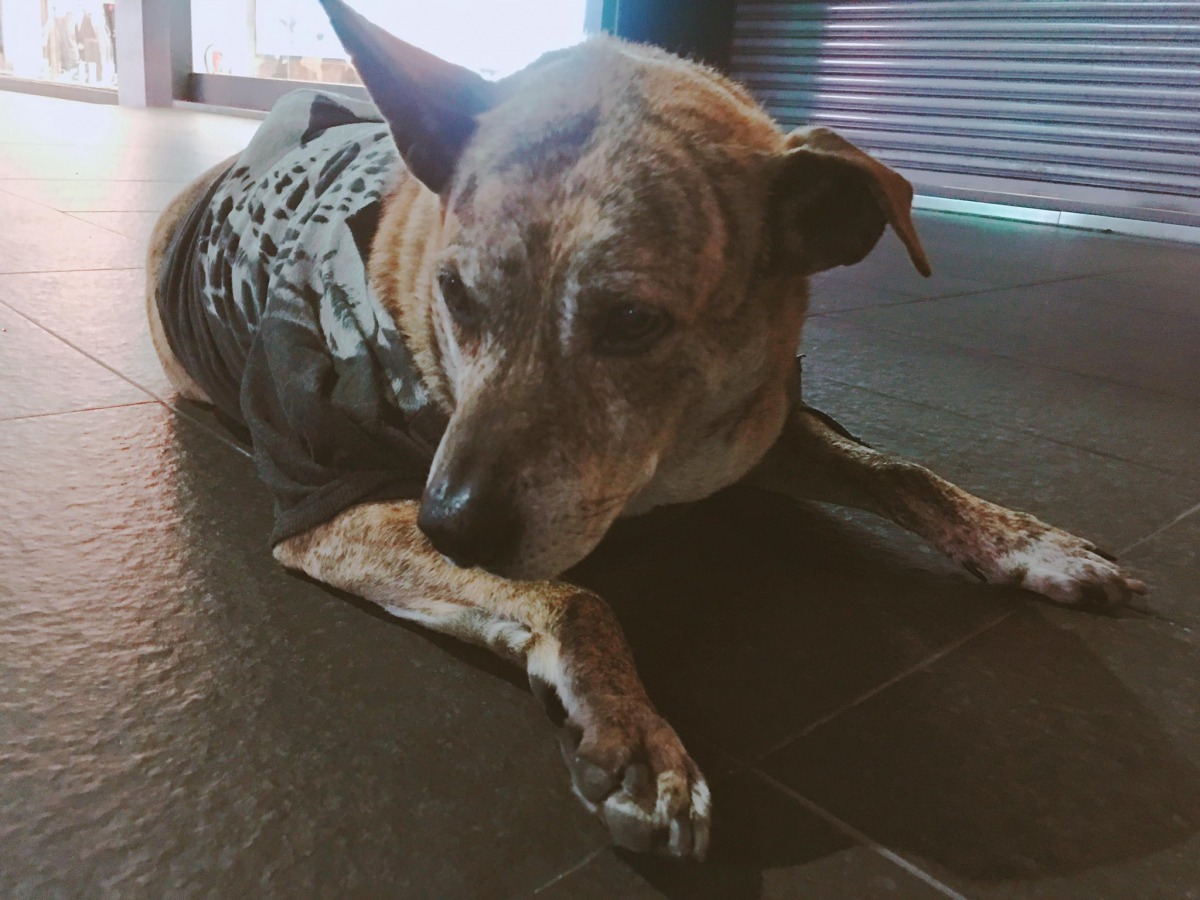 「小虎」植入晶片後得以繼續生活於熟悉的環境。 粉絲專業「小虎」/提供