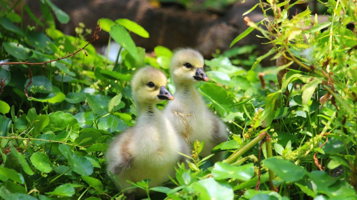 今年五月出生的「大寶」、「小寶」。 溫芳玲/提供