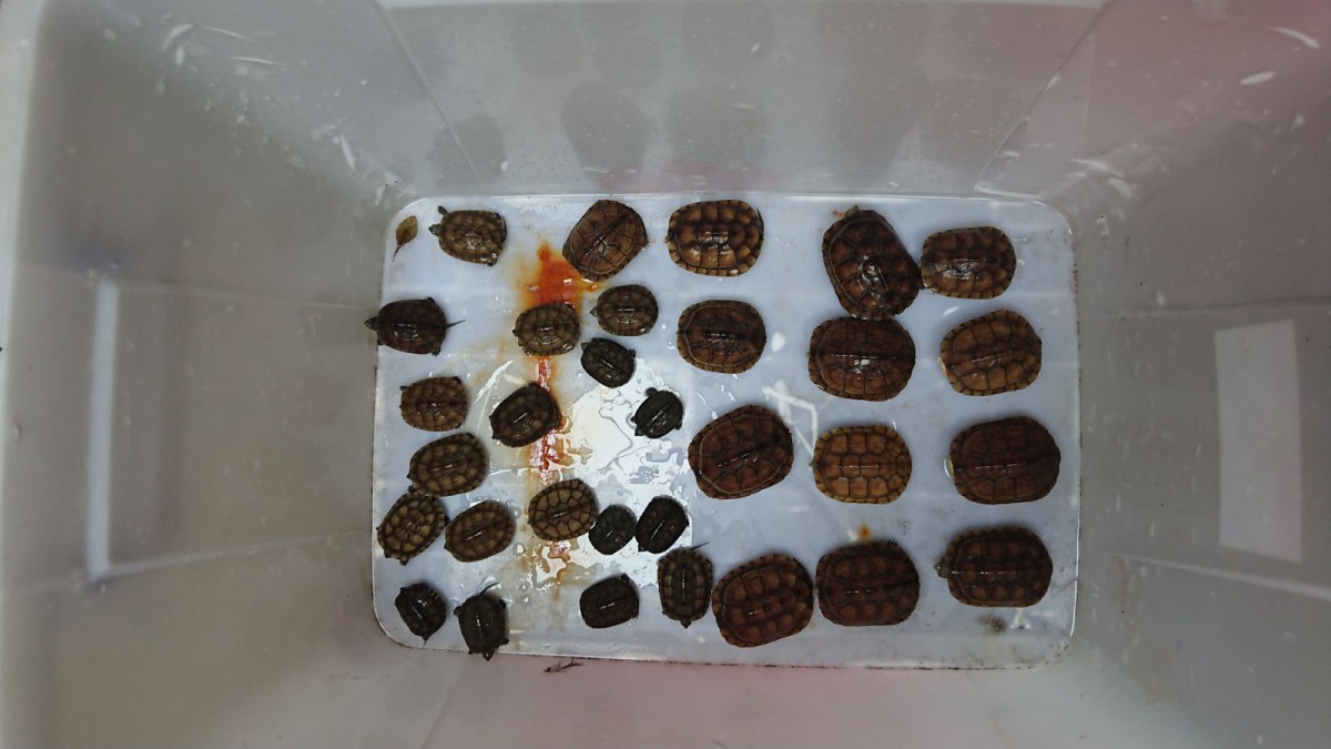 修車廠內查獲的31隻柴棺龜幼龜。 新北市動保處/提供